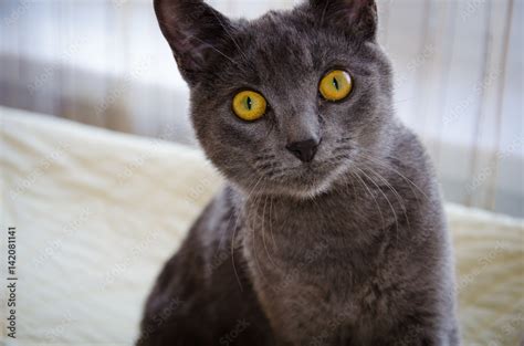 heterochromia eyes cat|russian blue with yellow eyes.